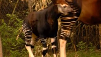 category Tiere