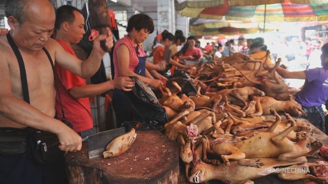 go to Bello auf dem Teller: Das Hundefleischfestival in Yulin