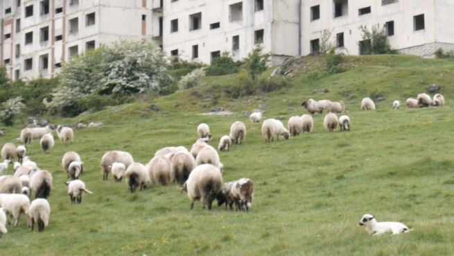 go to Verlassen? Tiere beleben rumänische Stadt wieder