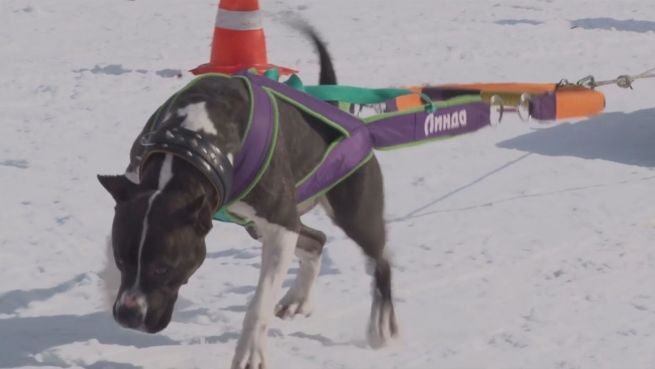 go to Sport für Hunde oder Tierquälerei?: Dog Weight Pulling