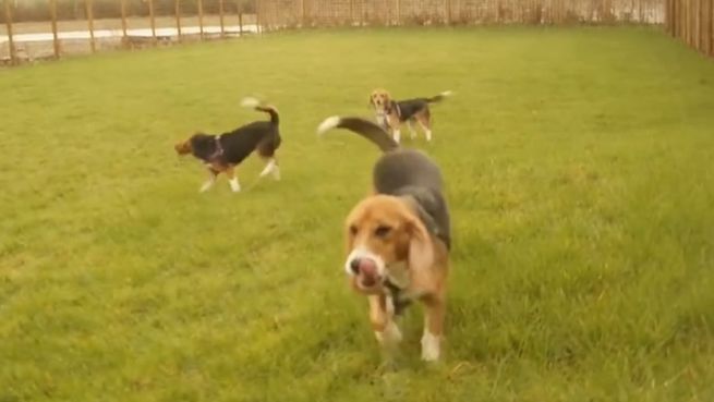 go to Vom Labor in die Freiheit: Hunde berühren erstmals Gras