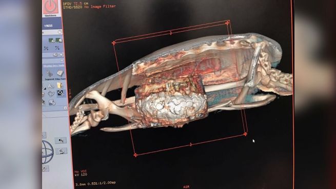 go to Riesen-Tumor? Gefährlicher Fund im Schildkröten-Bauch