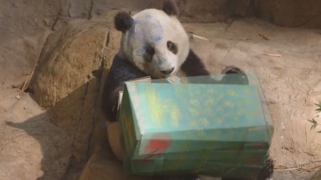 go to Pandaparty: Xiao feiert mit Erdbeer-Kiwi-Eistorte