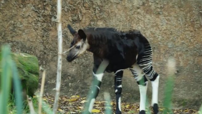 go to Erfolg für Artenschutz: Neues Okapi-Jungtier in L.A.