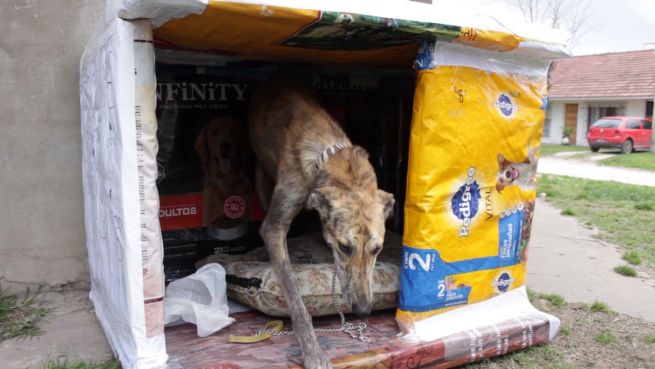 go to Recycelte Hundehäuser: Milchpackungen für Straßenhunde