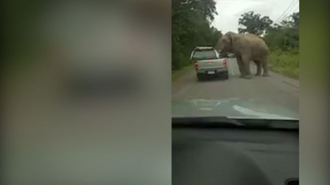 go to Ziemlich hungrig: Elefant nicht zu stoppen