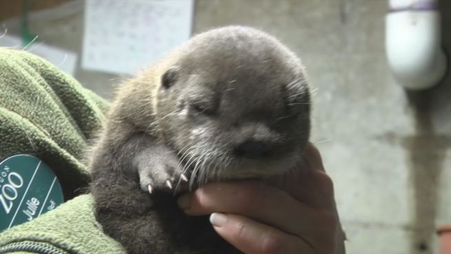 go to Otter-Baby: So süß ist der Nachwuchs im Oregon Zoo