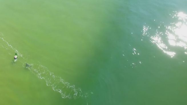 go to Gefährlich: Drohnenvideo zeigt Hai auf Surfer-Jagd