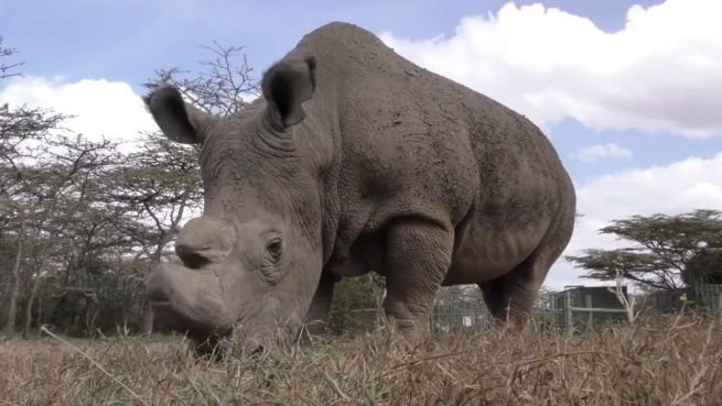 go to Letzter nördlicher Breitmaulnashornbulle: Sudan ist tot