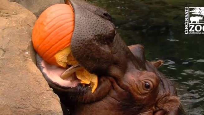 go to Tierisch gut: Diese Tiere sind im Halloween-Fieber