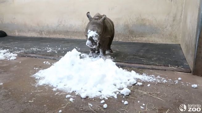 go to A, B, C, das Baby-Nashorn spielt im Schnee