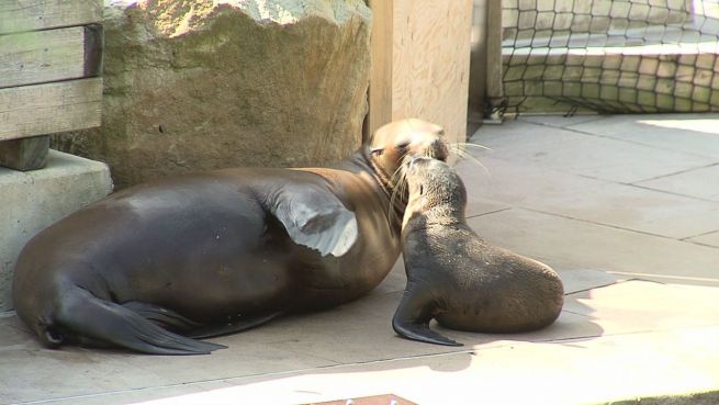 go to Der will nur planschen: Neuer Baby-Seelöwe in Nürnberg