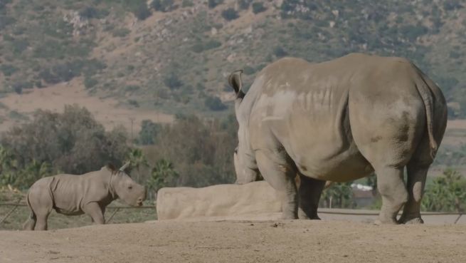 go to Dank der Wissenschaft: Baby-Nashorn genießt sein Leben