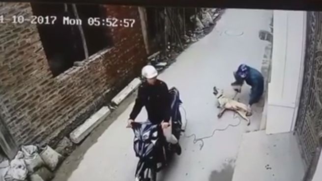 go to Vietnam: Die grausamen Methoden der Hundefleisch-Mafia