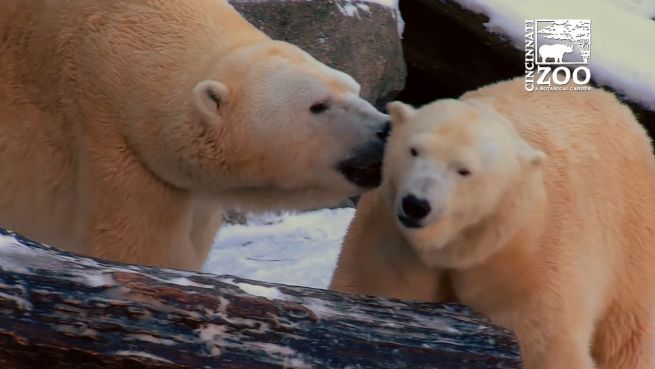 go to Frostige Liebe: Polarbären im Liebesglück