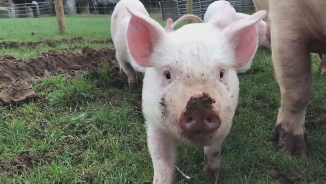 go to Ferkel-Fete: Diese Schweinchen toben in Freiheit