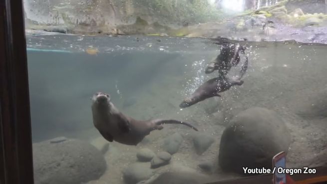 go to Herzig: Baby-Otter haben Schwimmen gelernt