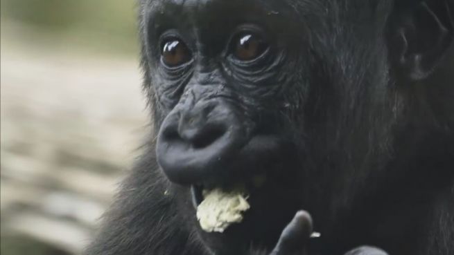 go to Affen-Party: Gorillas feiern mit 'Süßigkeiten'