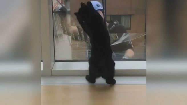 go to Große Liebe: Kater ist Fan von Fensterputzern