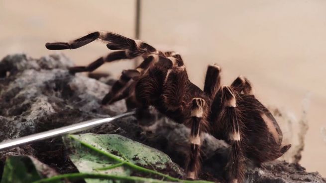 go to Stahl der Natur: Revolution der bionischen Spinnenseide