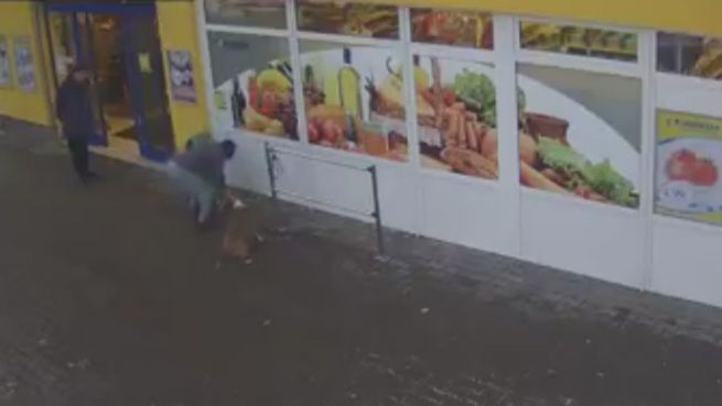 go to Hunde-Kampf: Besitzer rächt sein Schoßhündchen